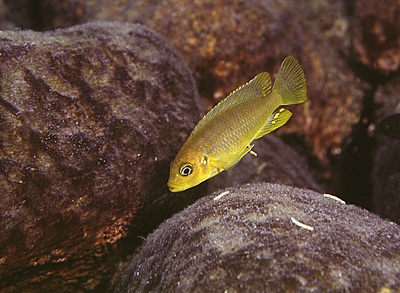Maylandia xanthos 'Lumbaulo'